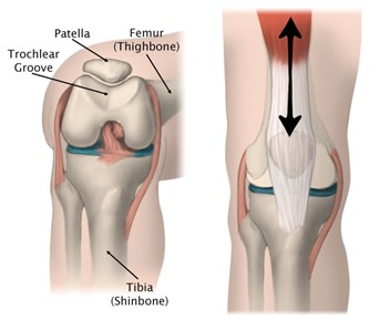 Anatomy and Biomechanics of the Knee