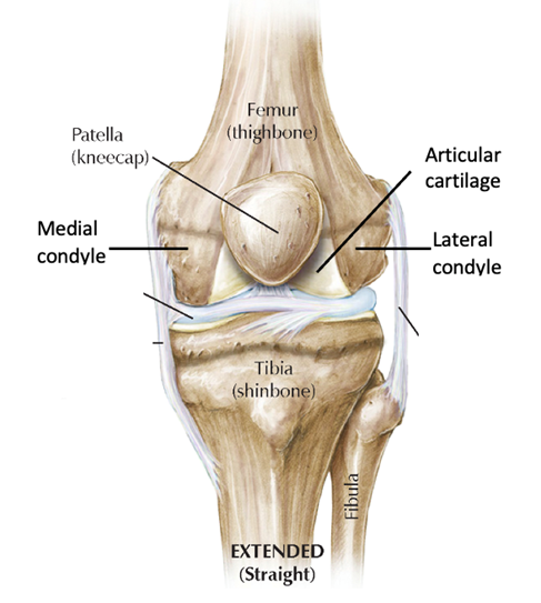 Depiction of the bone anatomy of the knee. 