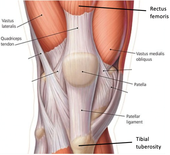 Depiction of muscular anatomy of the leg and knee